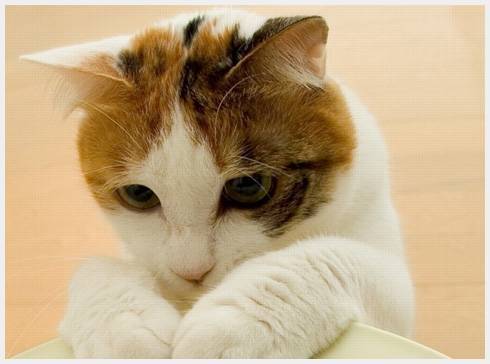 0908cat-001
