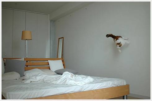 0908cat-01002