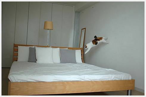 0908cat-02003