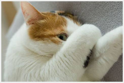 0908cat-03004