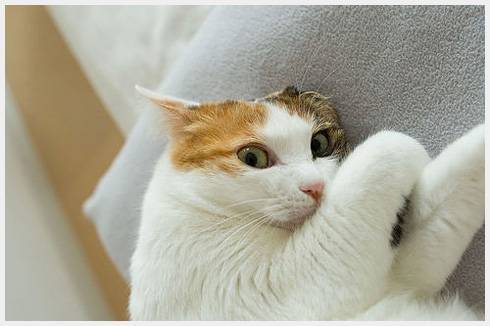 0908cat-04005