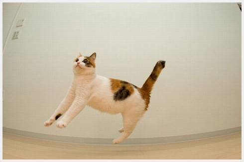 0908cat-05006
