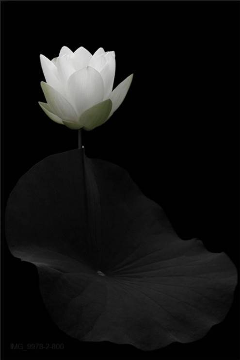 bwphotos15