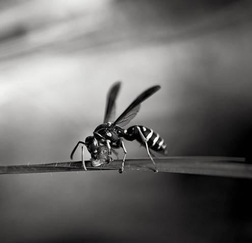 bwphotos16