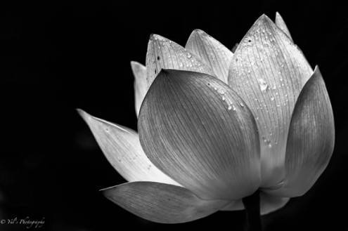 bwphotos22