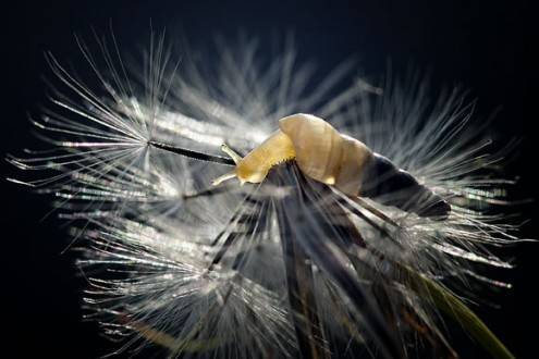 macro01
