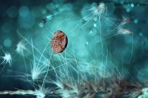macro02