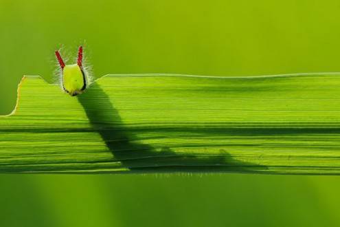 macro03