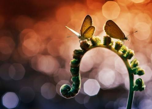 macro06