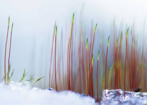 macro07