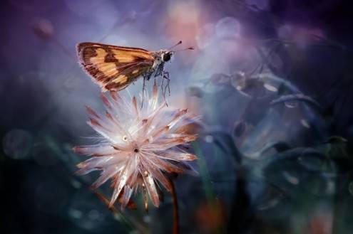 macro09