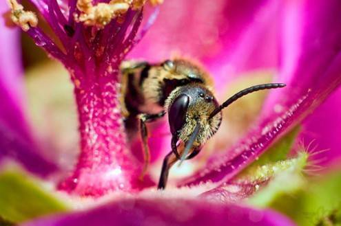 macro10