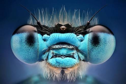 macro16
