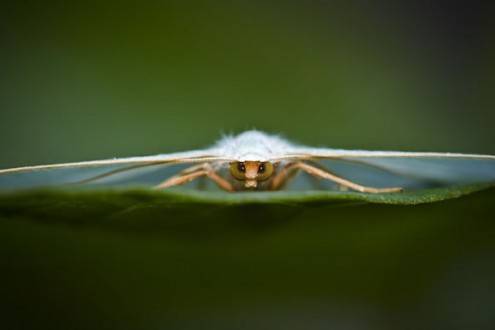macro17
