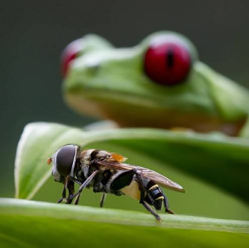 macro18