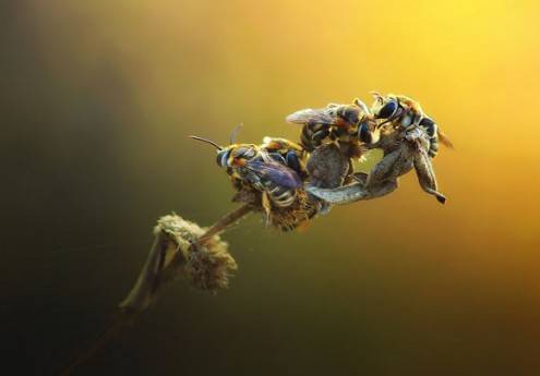 macro19