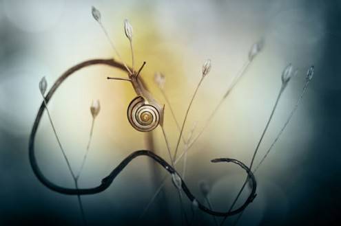 macro24