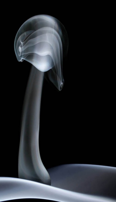 magic-mushroom1
