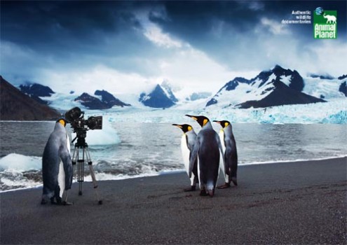 animal-planet