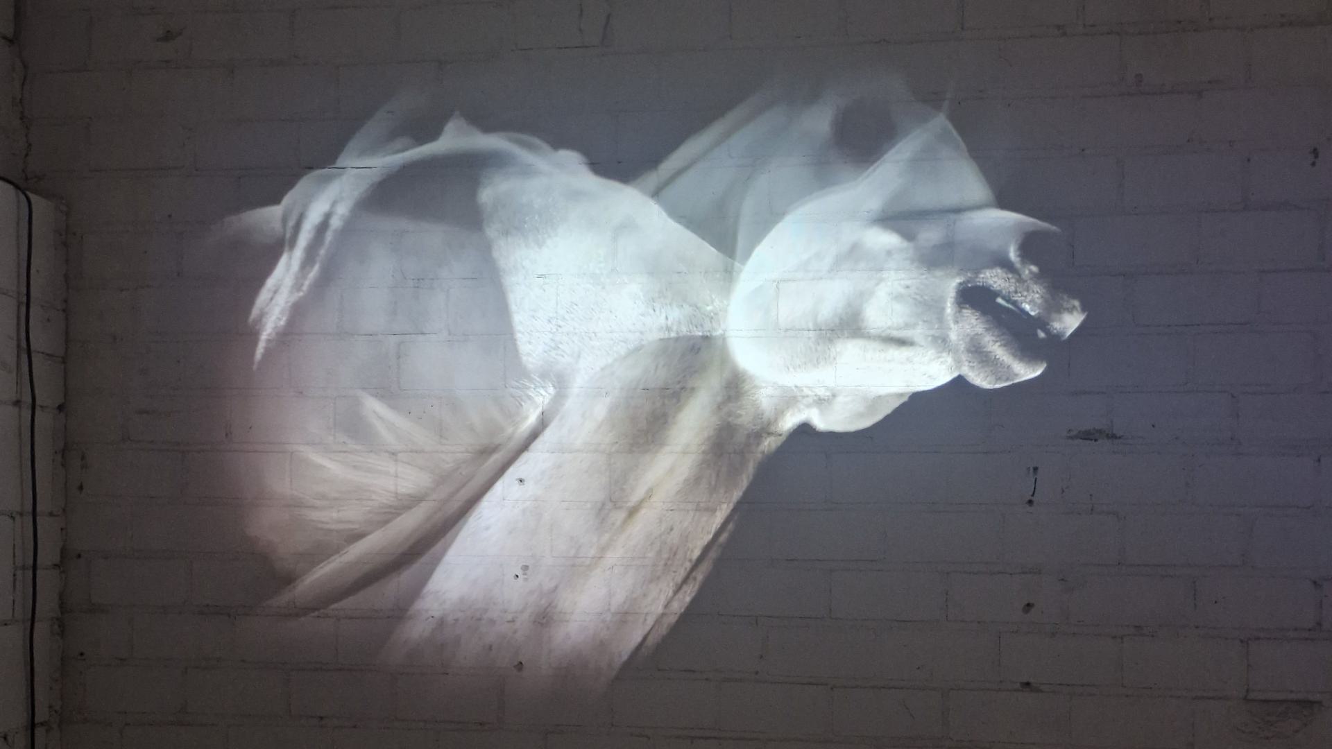 Rhine River Troubadour 视频装置画面,作者 Persijn Broersen、Margit Lukács;图片:Dutch Design Week。