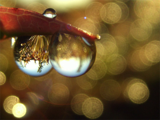 bokeh photography