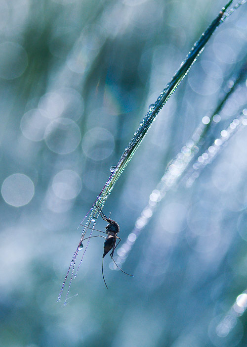 bokeh photography