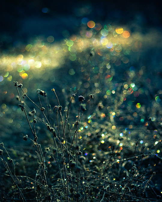 bokeh photography