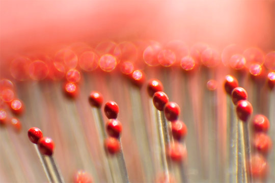 bokeh photography
