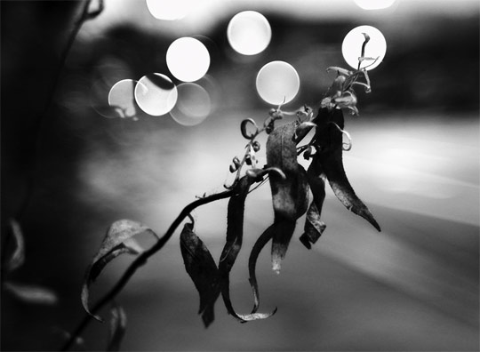 bokeh photography