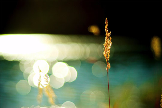 bokeh photography