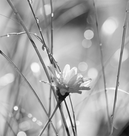 bokeh photography