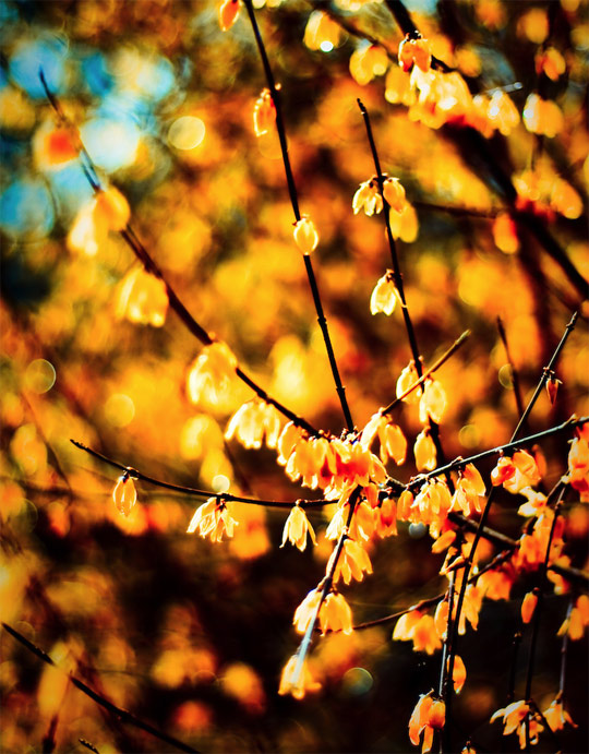 bokeh photography