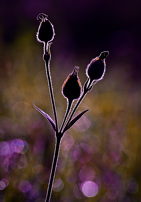 bokeh photography