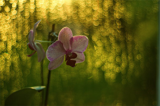 bokeh photography