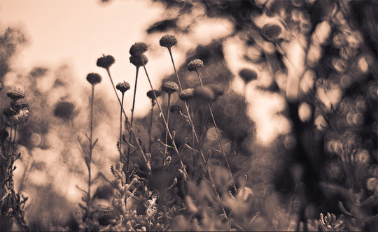 bokeh photography